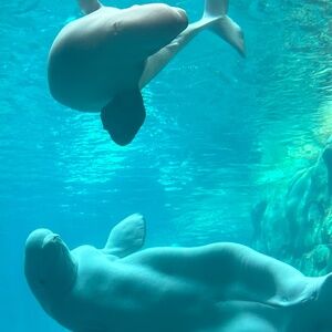 Meet your Posher, Meg